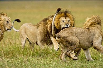 《方块方舟》新生物阿逖柯尔原画公布，限时半价促销同步开启！