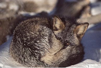 横版过关游戏《疯王救赎》Steam页面上线 明年发售