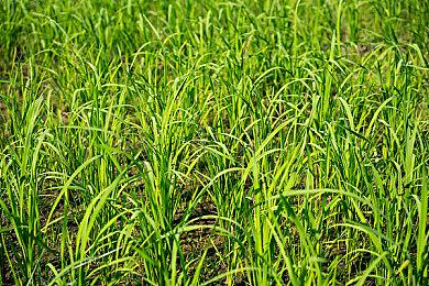 虚幻5恐怖游戏《Still Wakes the Deep》IGN 6分